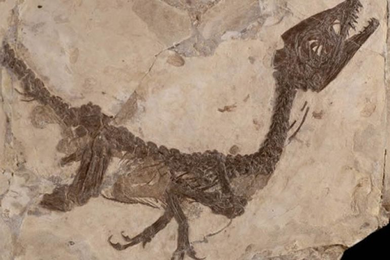 ll piccolo dinosauro Ciro potrebbe avere dei fratelli