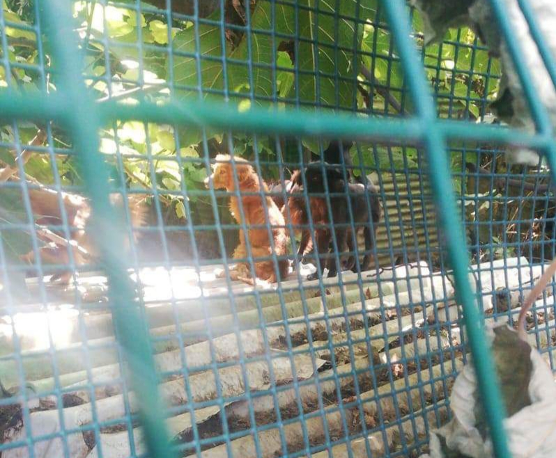 Castellammare, cani in gabbia scoperti a Varano 