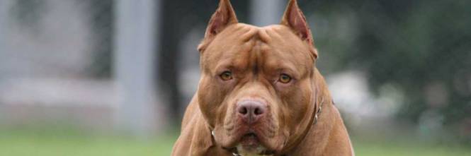 Bimba di nove mesi sbranata da un pitbull, i vicini: 'Quel cane era pericoloso'