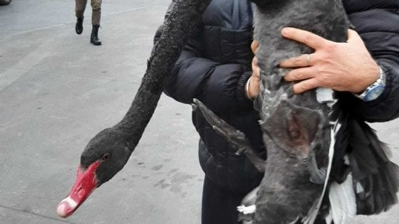 Cigno nero ferito ritrovato ad Aversa, salvato dal Wwf