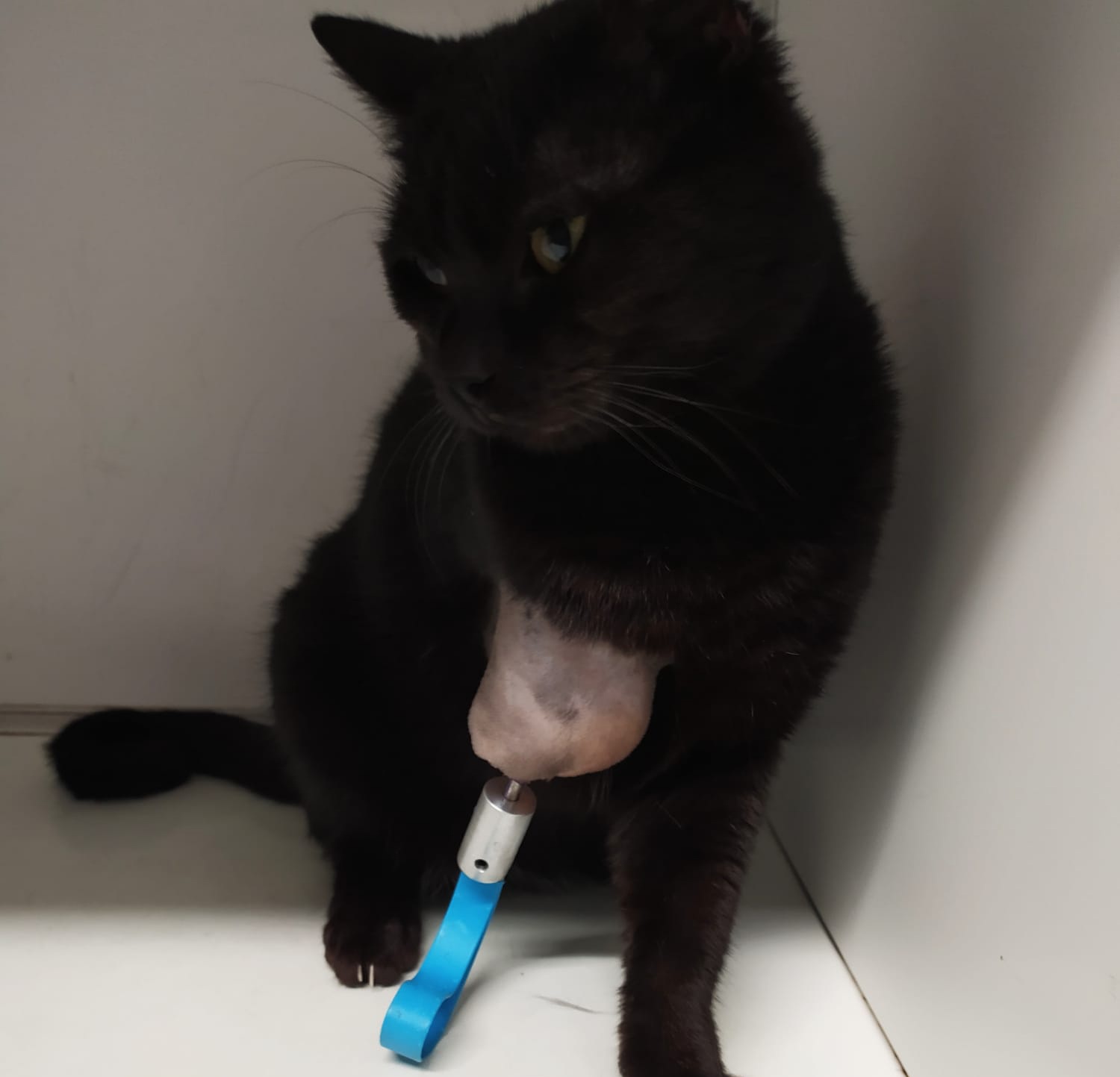Protesi ad una zampa, tre veterinari di Castellammare salvano un gatto: torna a camminare 