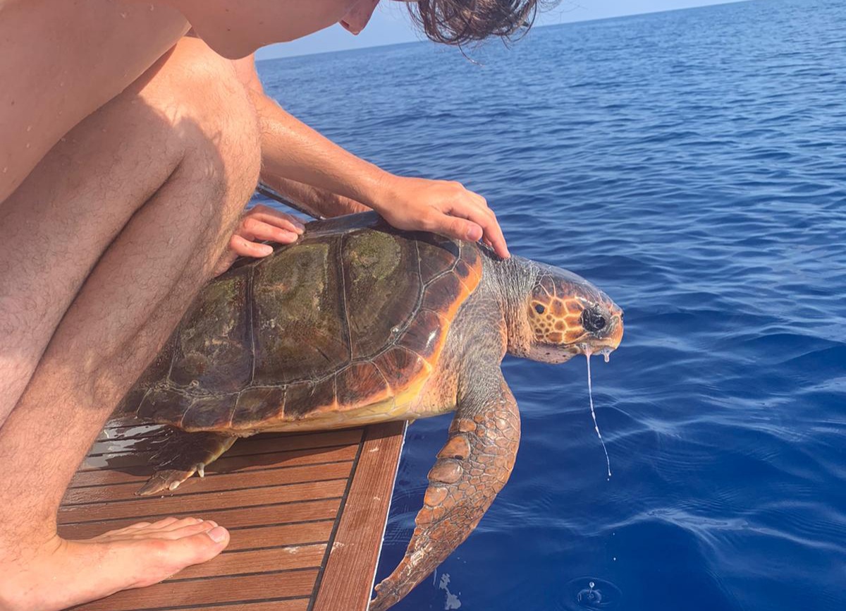 Tartaruga mangia plastica, da Stromboli a Massa: il viaggio della salvezza