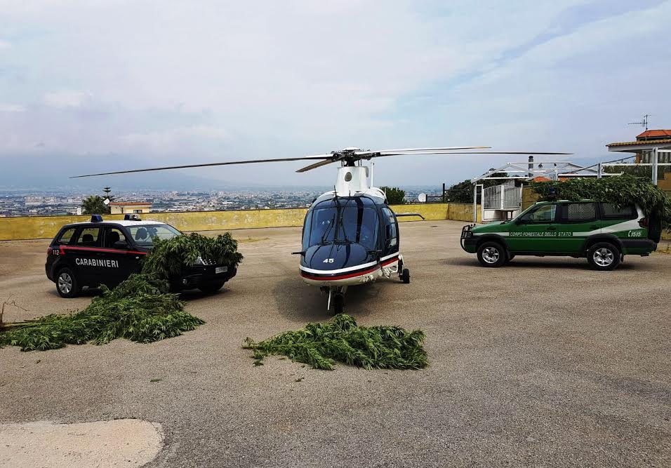 Scoperta piantagione di cannabis sui Monti Lattari, con gli elicotteri ridisegnata la mappa dell'affare in mano alle cosche