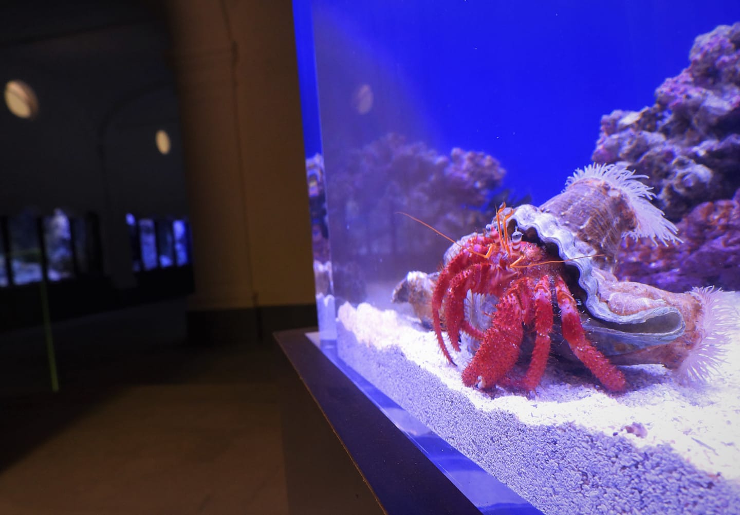 Acquario di Napoli, tra bellezza e tecnologia: oggi il taglio del nastro 