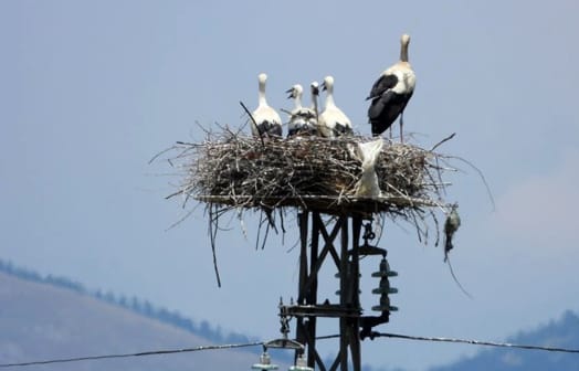 Cicogna sceglie traliccio dell'Enel come nido, lo fa da 27 anni 
