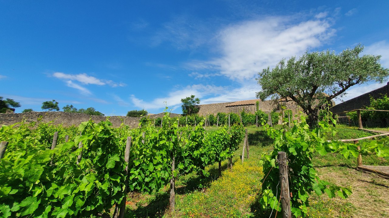Il vino di Stabia e Pompei, piantati vigneti nei giardini dei romani: nasce l'azienda agricola 