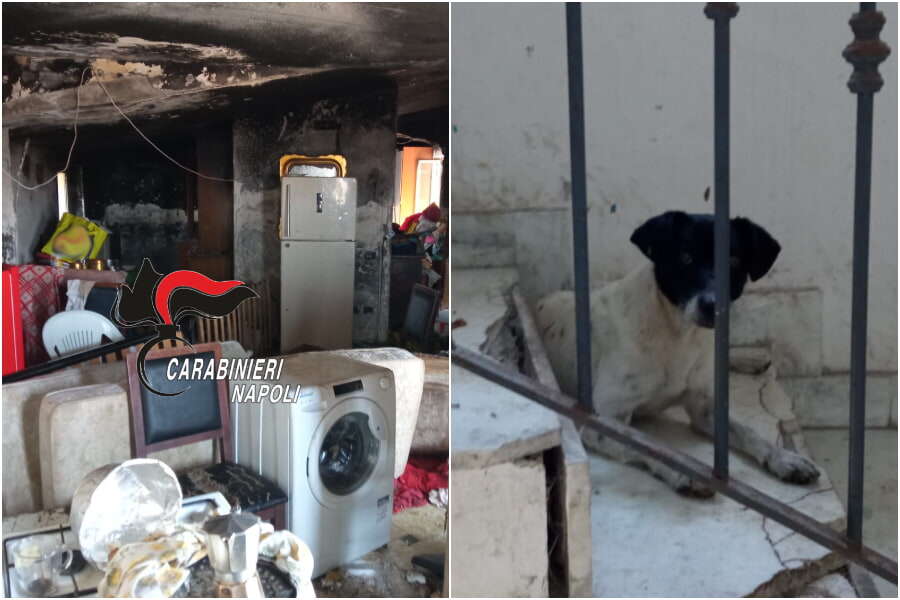 Cani abbandonati in casa tugurio, in tre morti di fame 