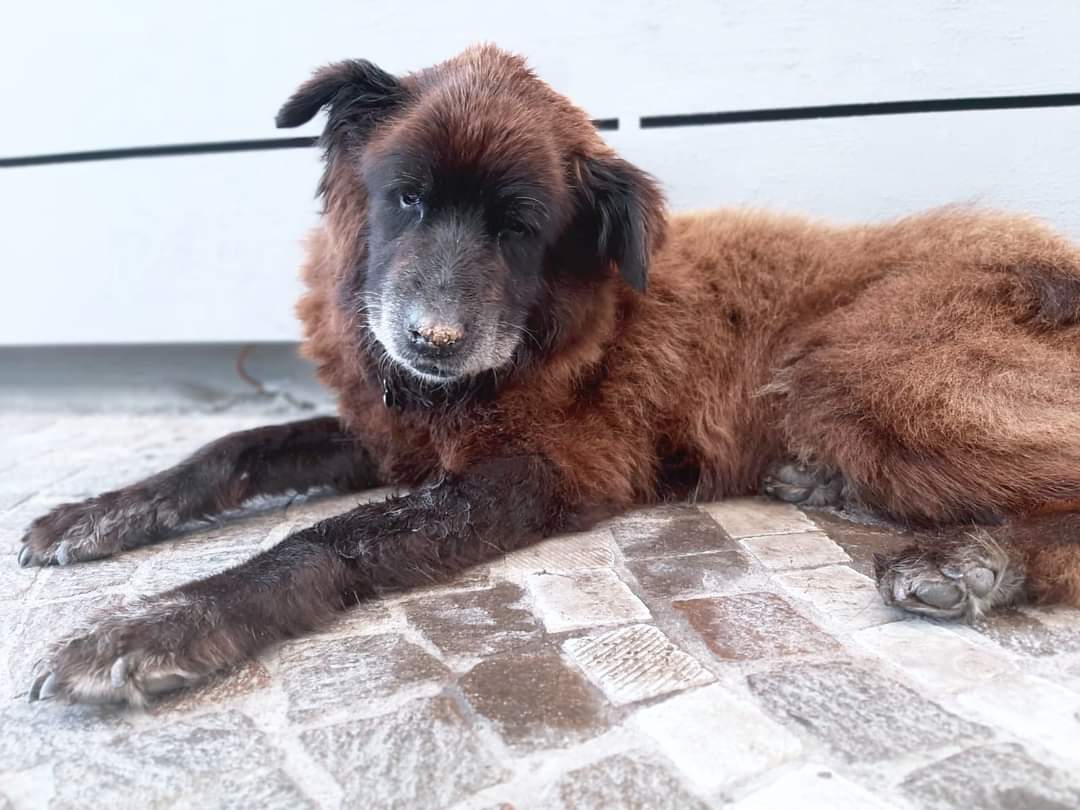 Castellammare non dimentica Nerone, Nastelli: 'Una statua per il cane simbolo della città'