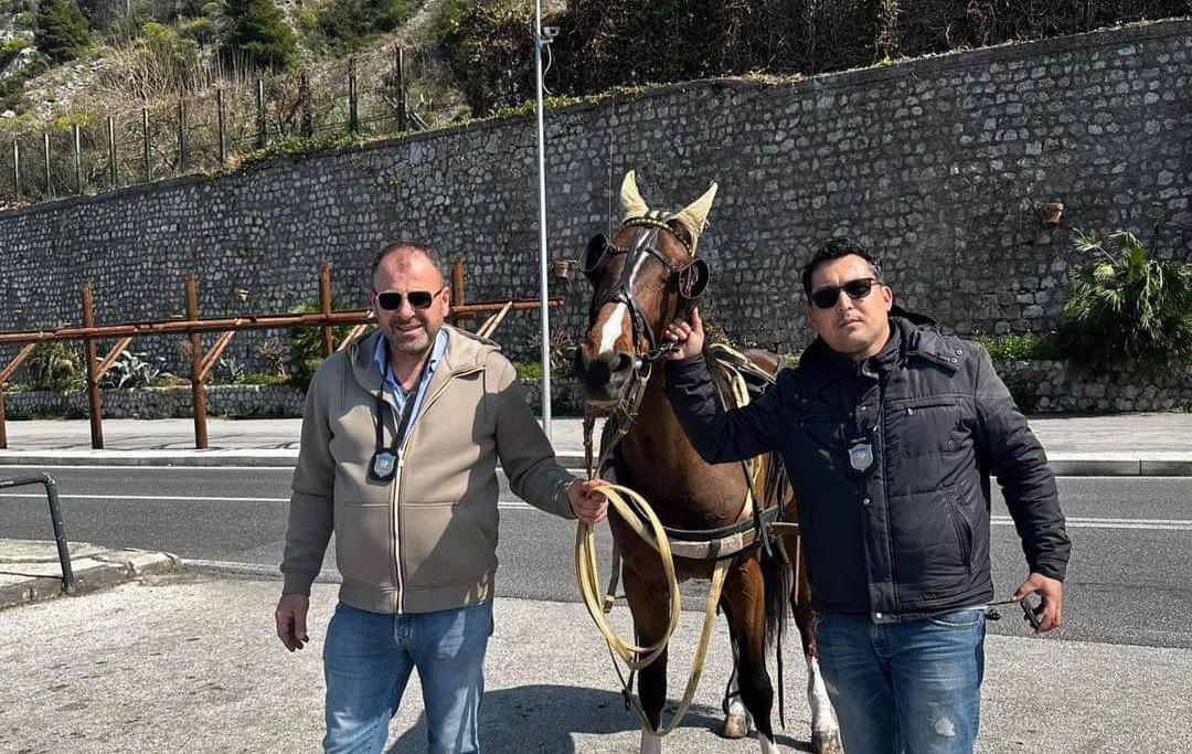Castellammare, cavallo imbizzarrito ferisce proprietario: salvati dalla polizia 