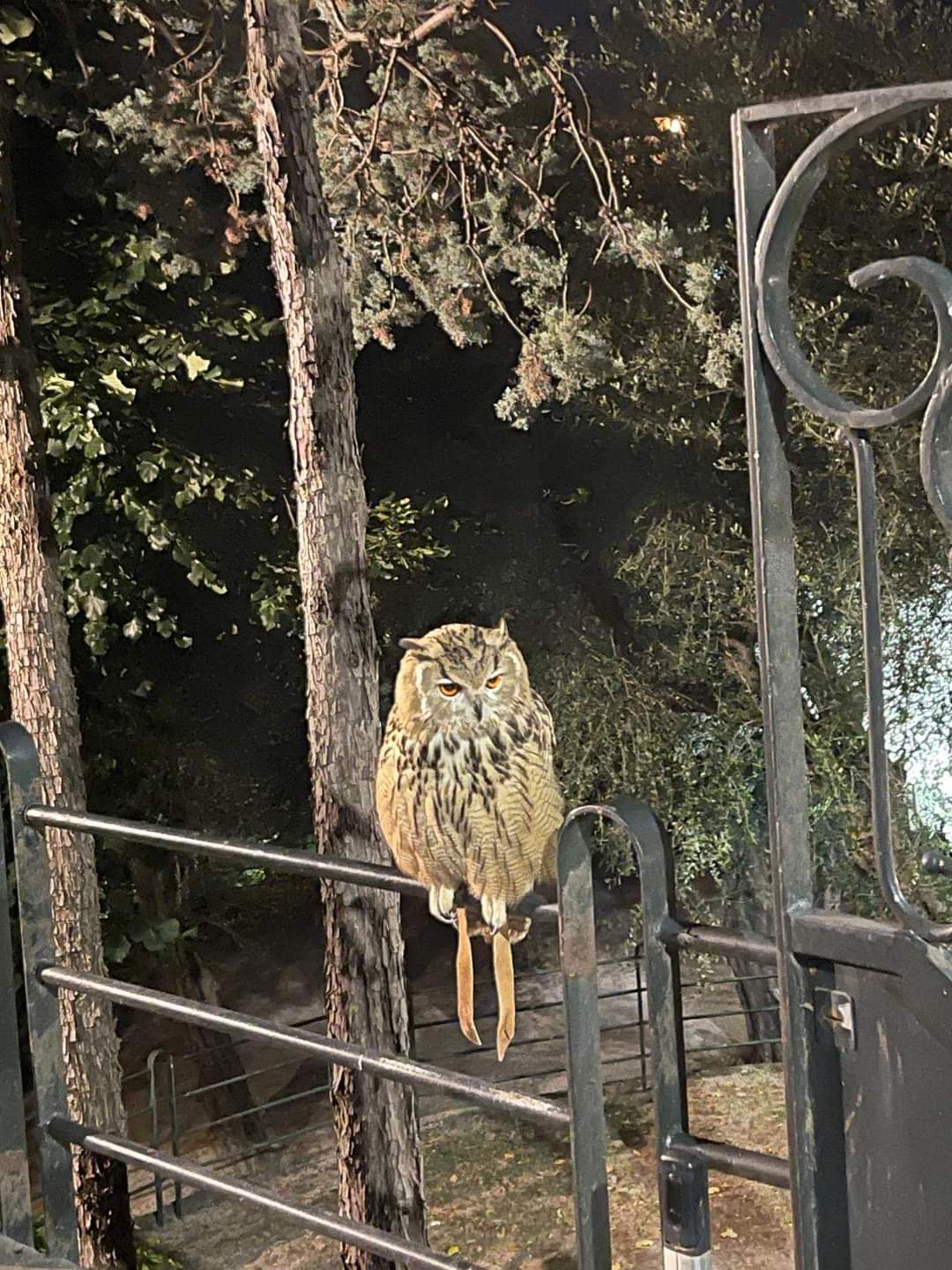 Gufo reale scappa, trovato nel giardino di un albergo 