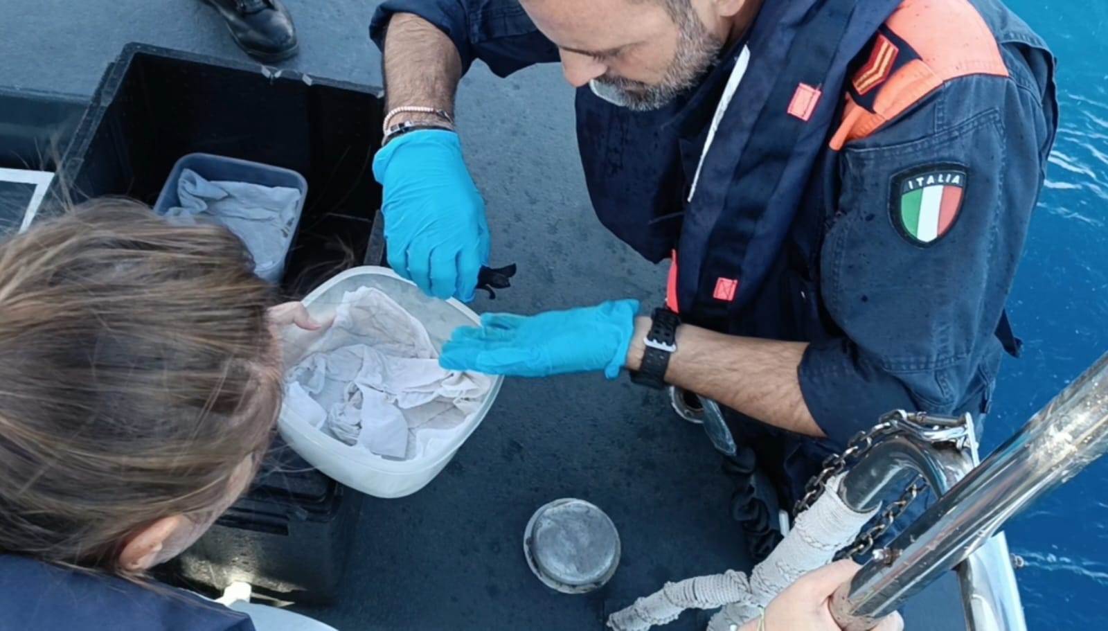Tartarughe salvate a Torre del Greco, in incubatrice e poi liberate in mare