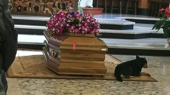 Roby resta accanto alla bara del suo padrone, la storia del cane fedele 