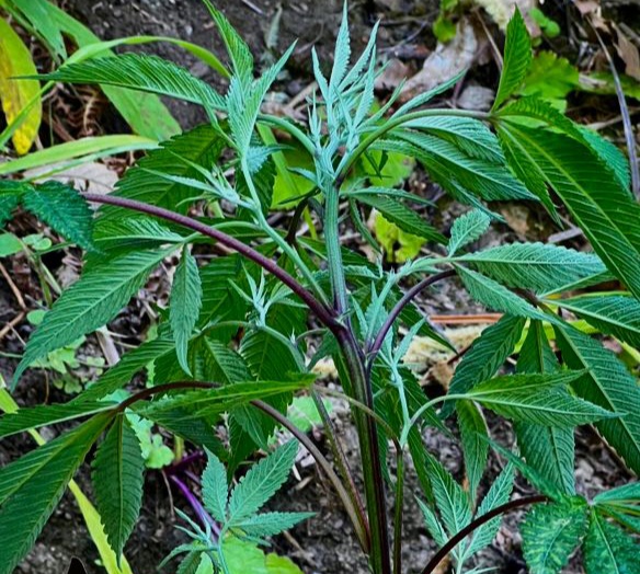 Monti Lattari, trovata la purple weed narcos incastrato dal drone: arrestato 