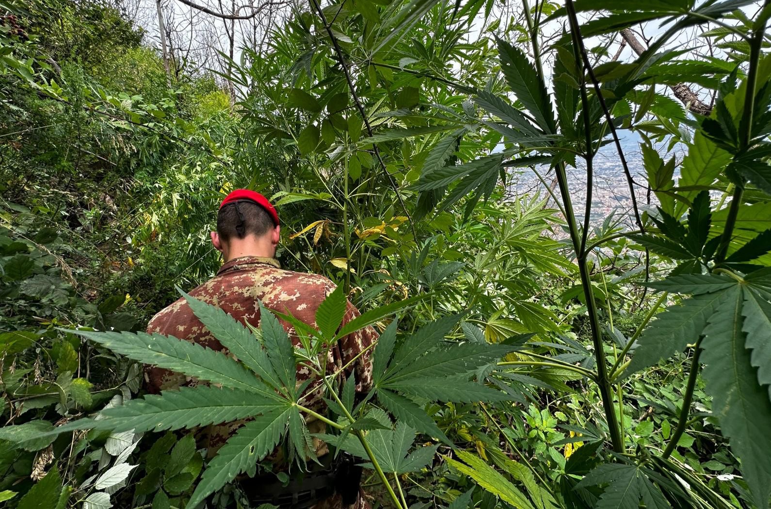 Castellammare e Gragnano, maxi piantagioni di marijuana e giovanissimi denunciati per droga