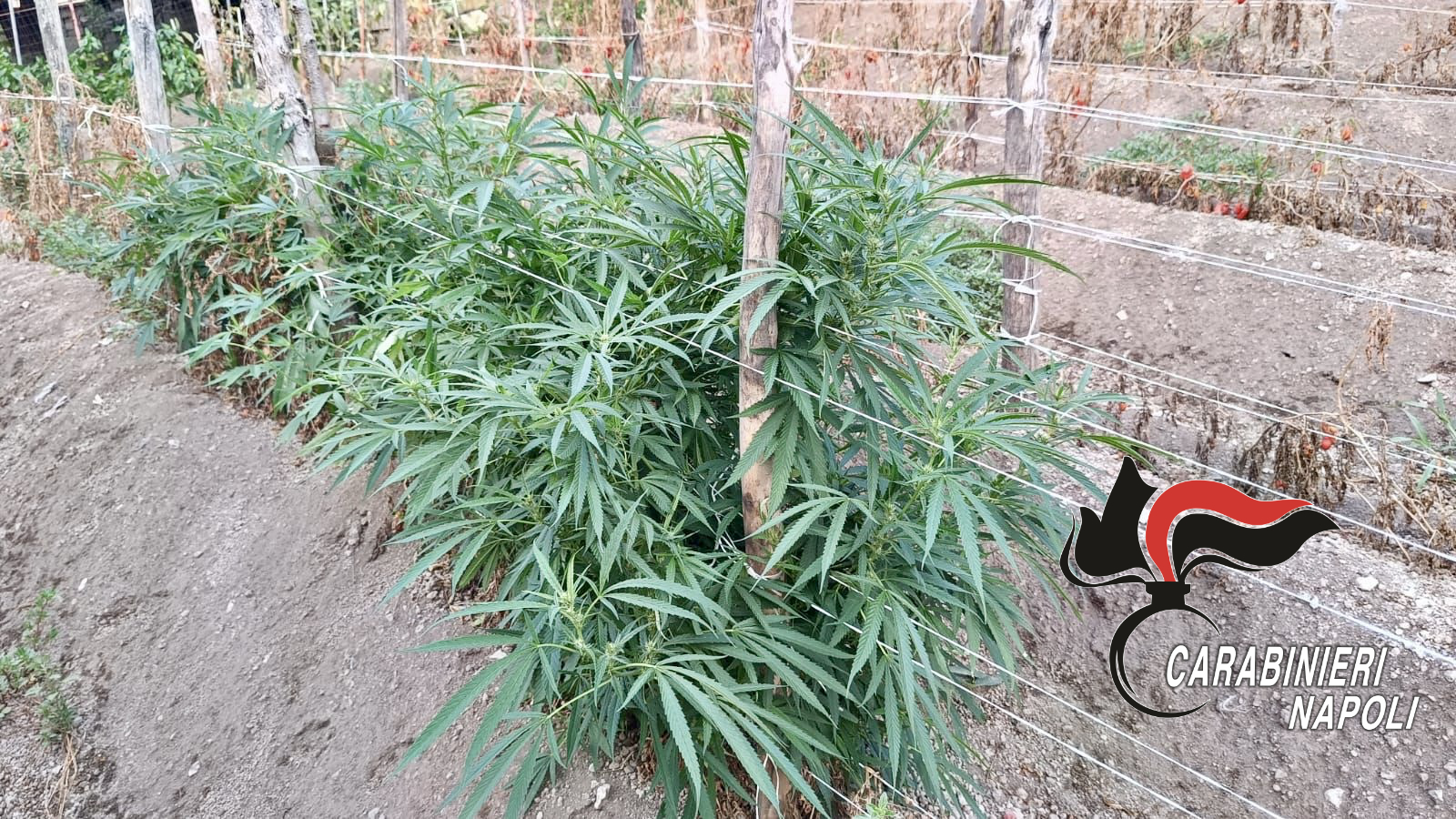 Lettere, marijuana coltivata tra i pomodori: arrestato sessantenne 