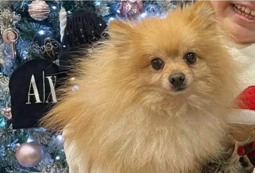 Cane rubato a bimba in carrozzina, tutti cercano Maui: 'Mia figlia è disperata'