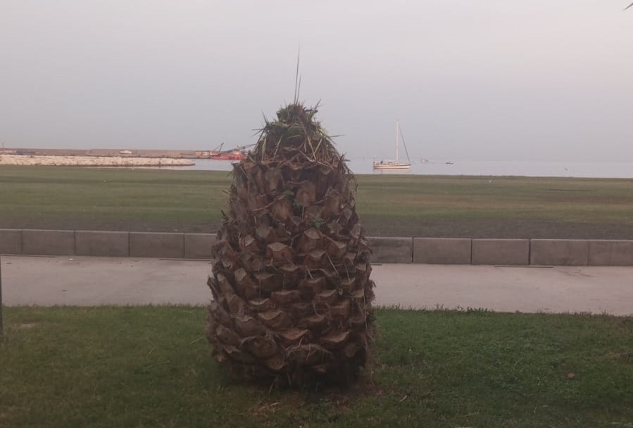 Castellammare: Trattamento antiparassitario sulle Palme della Villa Comunale