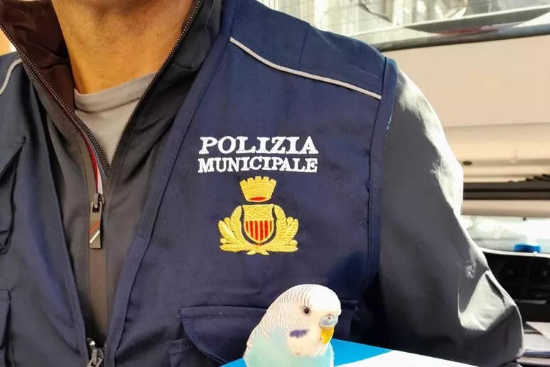 Pappagallino con le ali tagliate e senza cibo per attrarre i turisti, salvato ora cerca una famiglia 