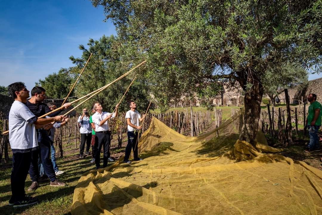 Pompei, la raccolta delle olive come ai tempi dei romani con i giovani disabili 