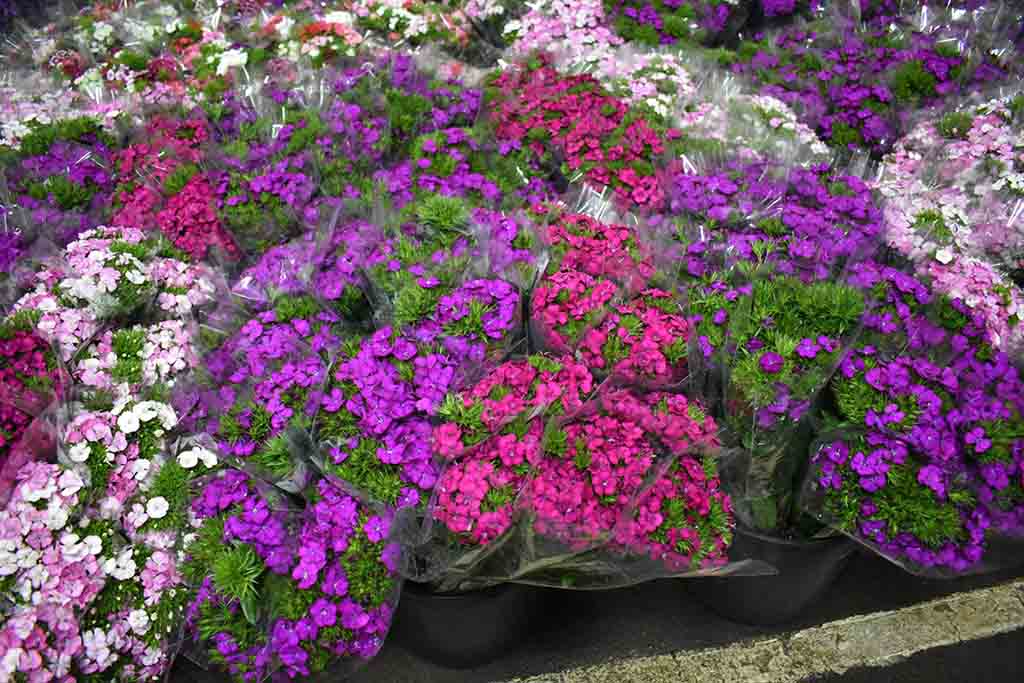 Campania, il mercato dei fiori in crescita: aumento del 20%