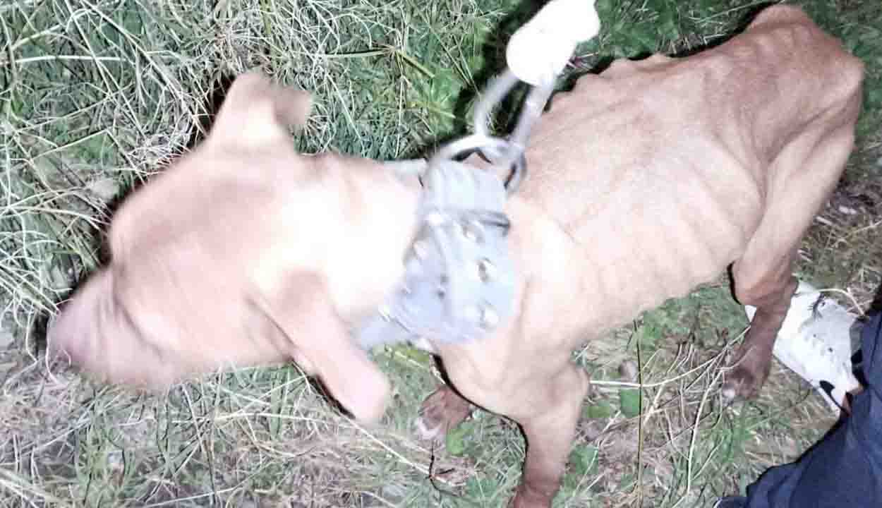 L'orrore nascosto in un giardino a Lettere: un lager per cani abbandonati