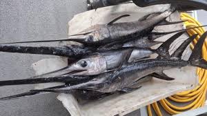 Torre del Greco, pesca vietata scoperti piccoli pesce spada su una barca: scatta il sequestro