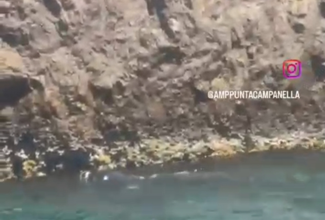 Foca monaca riappare a Capri, secondo avvistamento in pochi giorni 