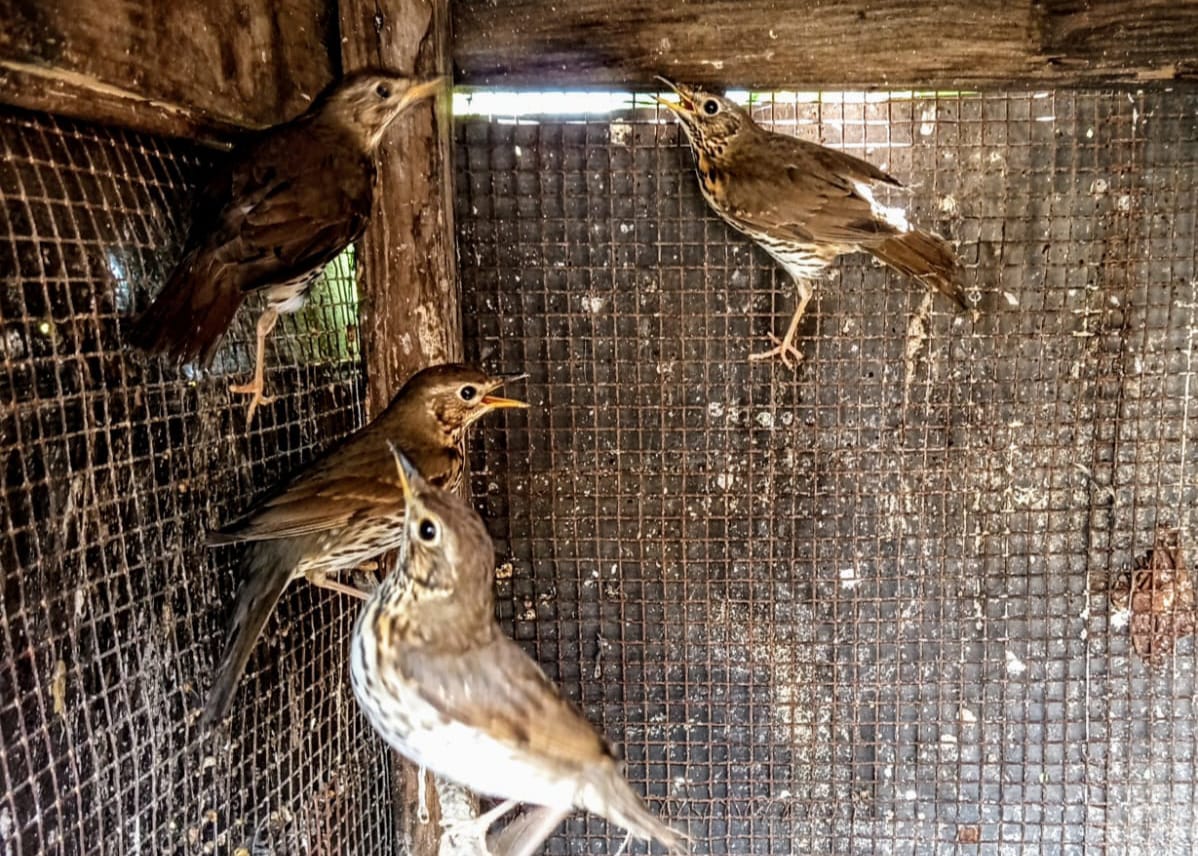 Pompei, uccelli di specie protette in gabbie-trappole: sequestrato impianto