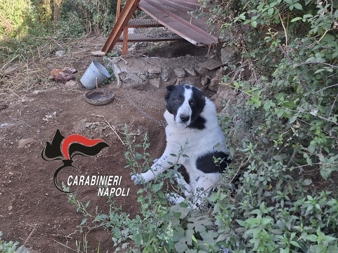 Agerola, cani maltrattati e feriti tra carne ammuffita e acqua sporca 