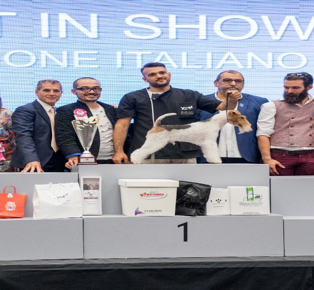 Master Show, sul podio un giovane stabiese: Gaetano Avallone medaglia d'oro 