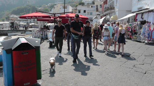 Droga a Capri, Pocho sbarca sull'isola e scopre coltivazione di marijuana