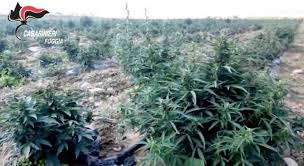Droga, colpo ai narcos dai Monti Lattari alla Puglia: arrestati in tre 