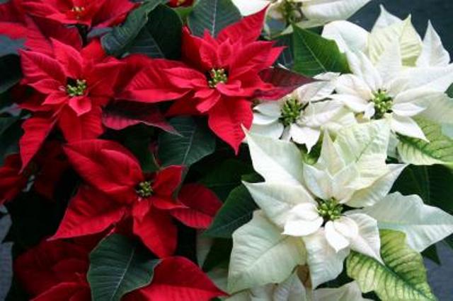 Le piante di Natale, come dare alla casa un tocco di eleganza per le feste 